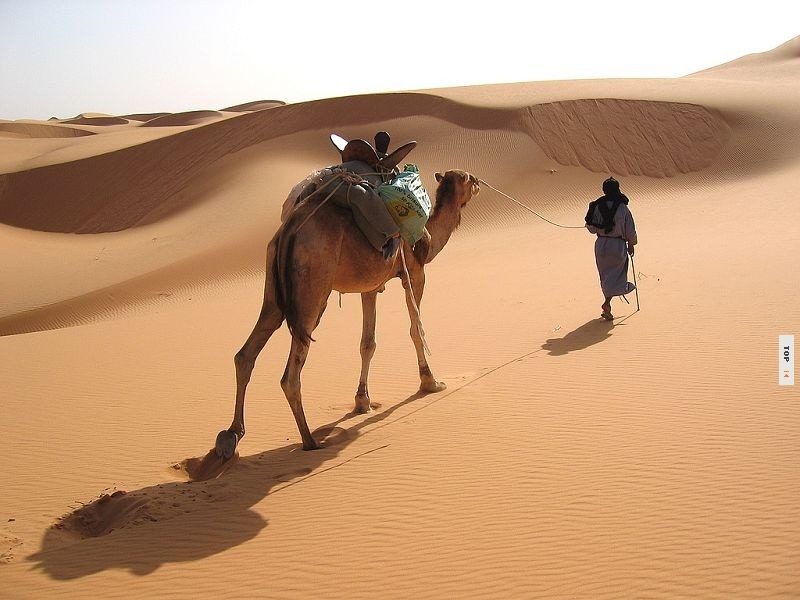 “الخيميائي” رواية فلسفية تأخذك لعالم الروح