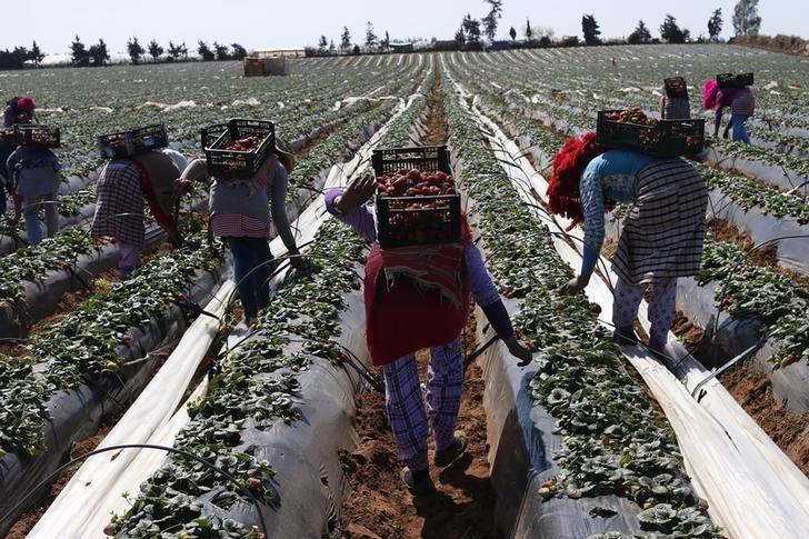 استغلال مغربيات حقول الفراولة حديث البرلمان الإسباني، ونائبة تكشف: 90% من حالات الإجهاض في صفوف العاملات