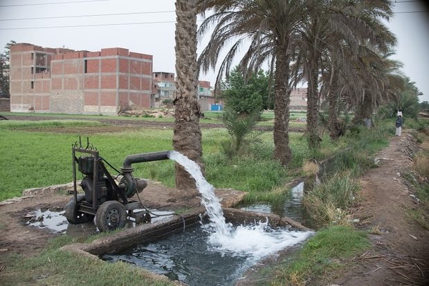 أيهما أولى بالترشيد: الأرز أم الغولف؟!.. فلاحو مصر يَروون معاناتهم بعد الحدِّ من المحصول الاستراتيجي