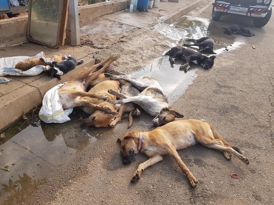 مجزرة بحق الكلاب في لبنان – و”عمّ محمود”: “هدّدوني منذ 10 أيام، أعرفهم وسأقاضيهم”! (فيديو)