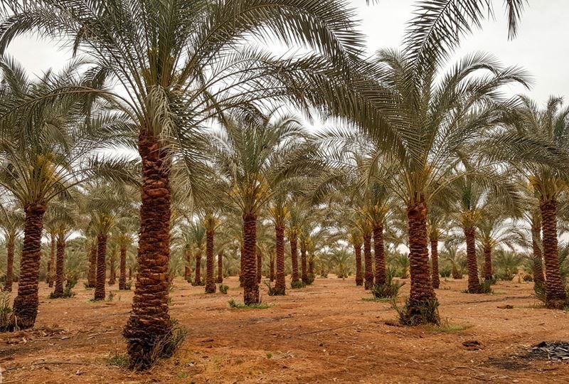 موسم اهتزاز النخيل