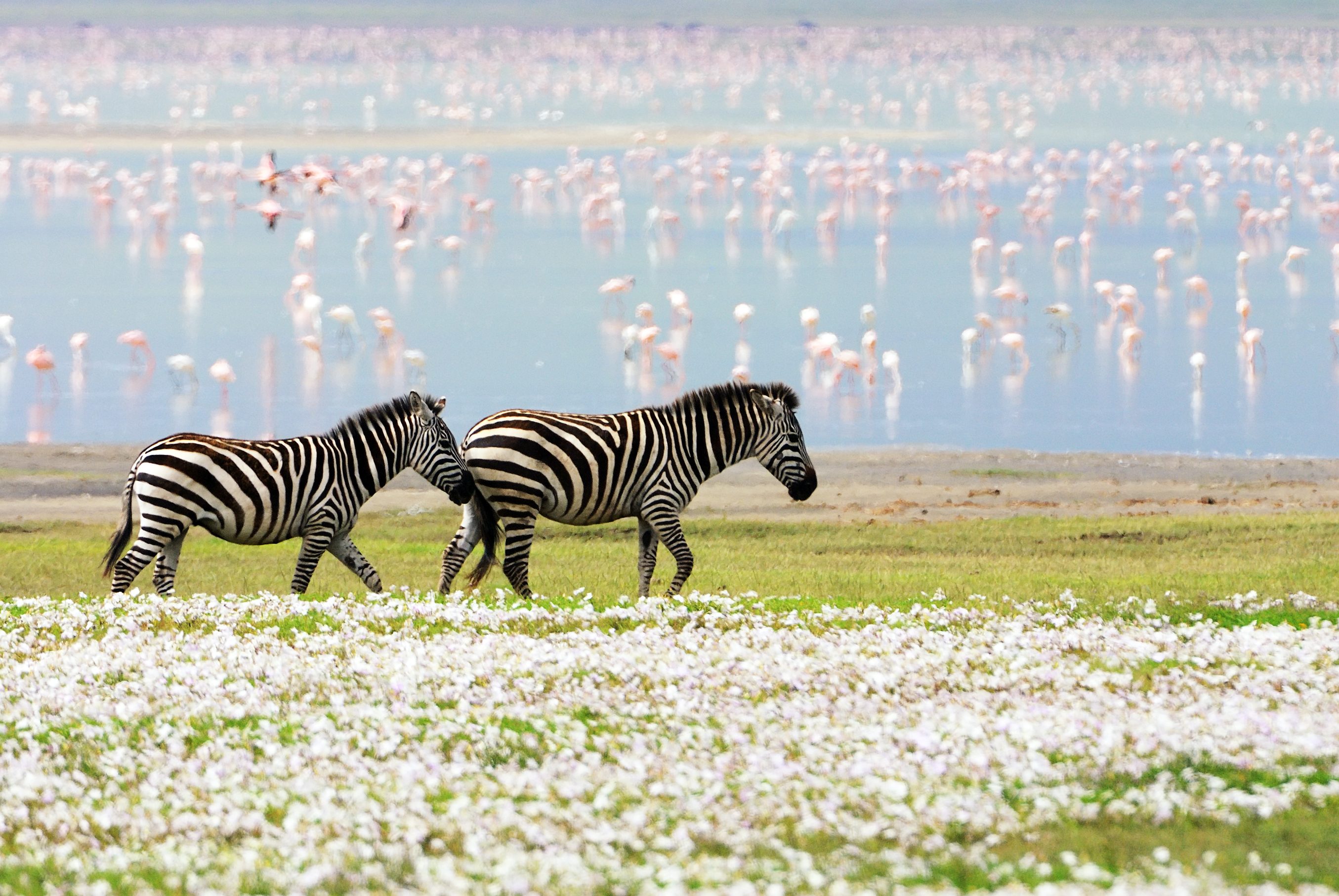 علاج الأمراض عن طريق الحيوانات