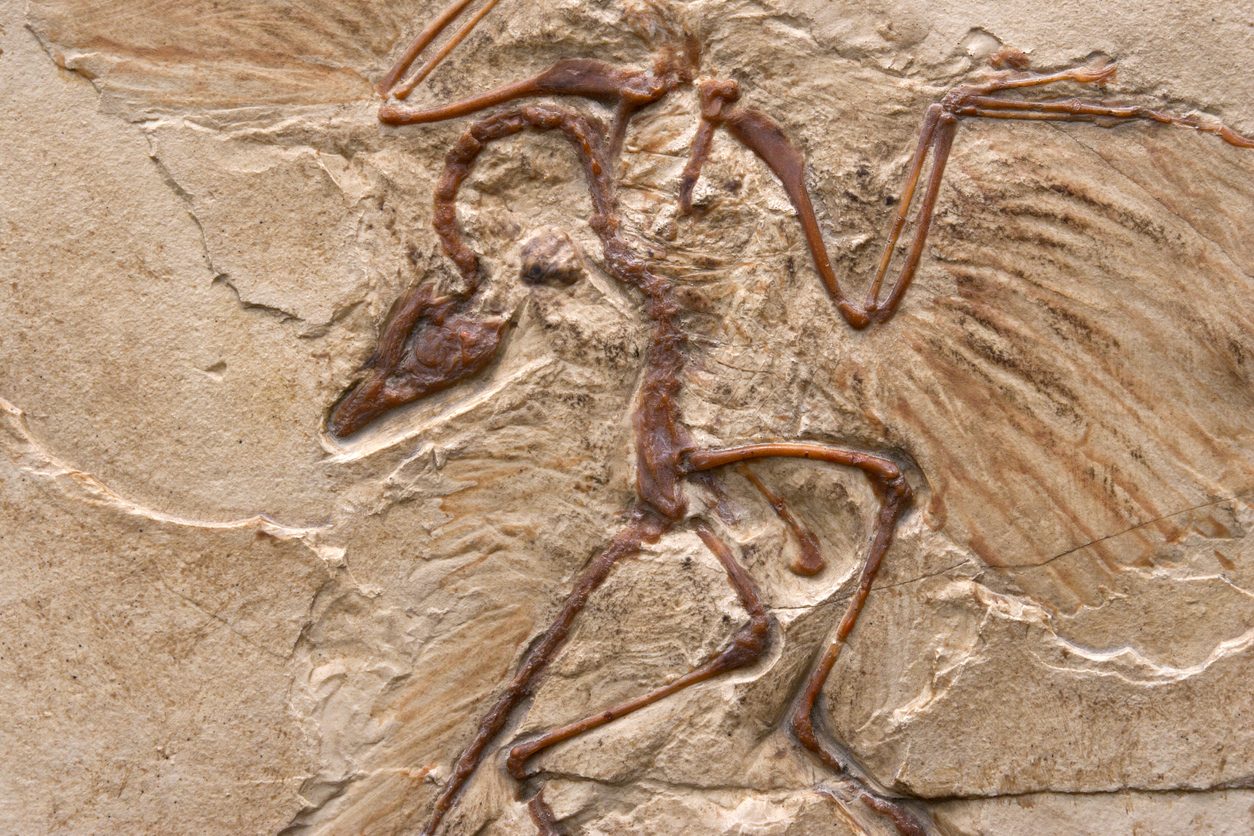 حرب العظام