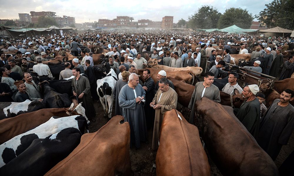 الاحترار يغيّر شكل السوق العالمي.. كيف يؤدي نقص المياه بالشرق الأوسط إلى زيادة الطلب على استيراد الماشية؟