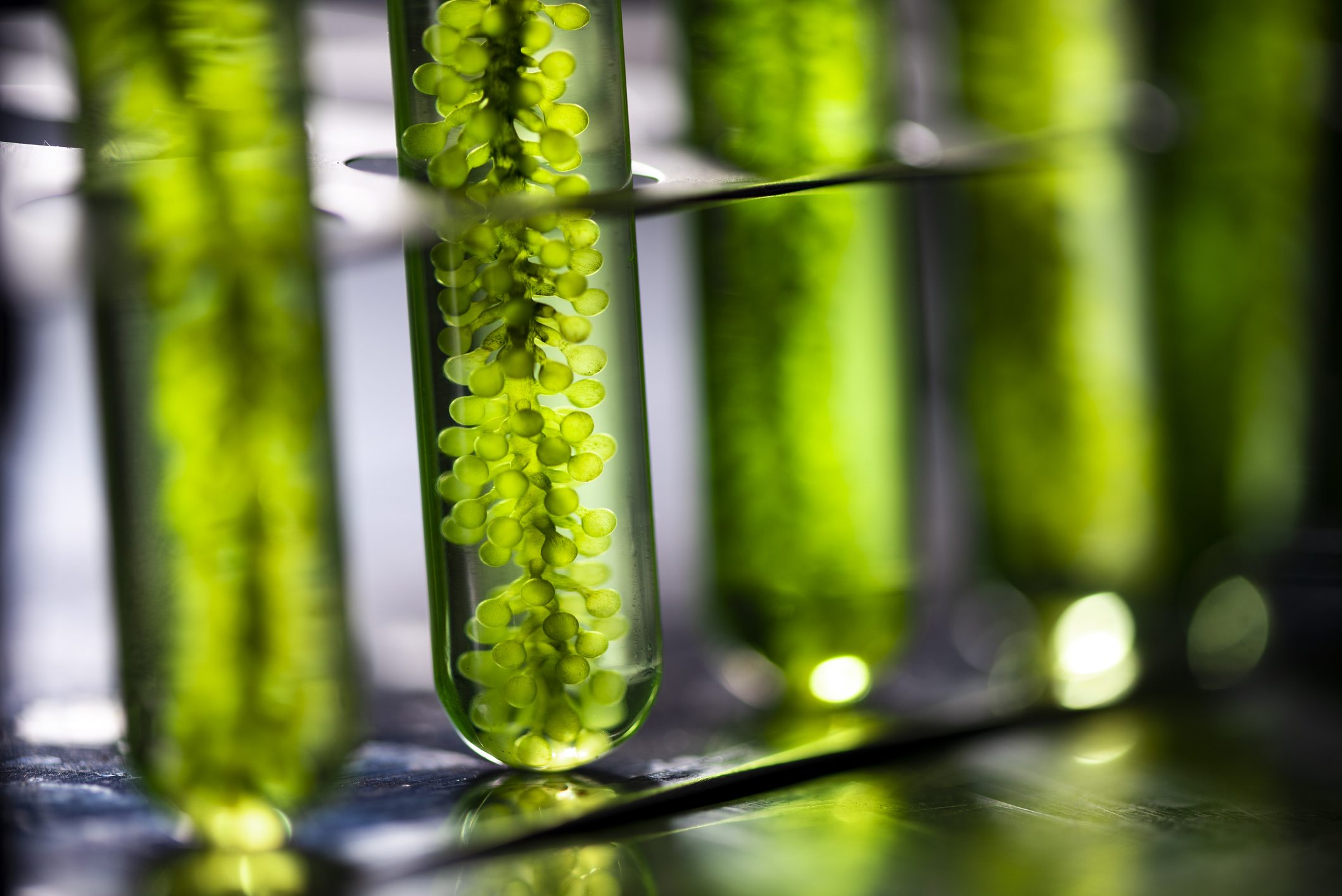 غني بالأوميغا 3 وبديل جيد للنباتيين.. ما هو زيت الطحالب وما فوائده؟