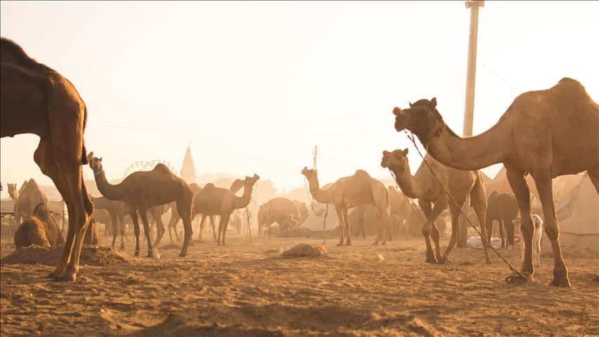 رماة صعدوا إلى الطائرة وبدأوا في قتلها.. إعدام آلاف الجمال بأستراليا لاعتبارها «خطراً» على السكان