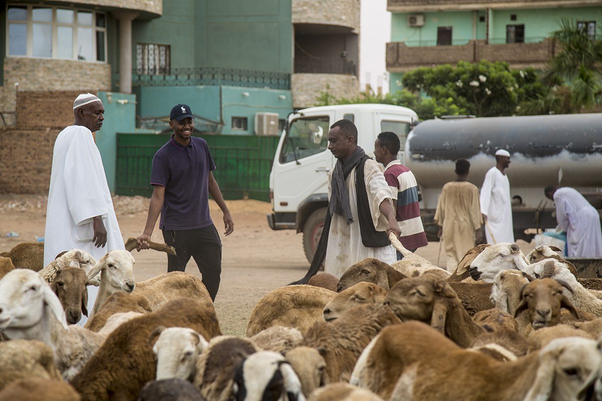 تجارة تتحول من الازدهار إلى الهلاك.. تقييد موسم الحج يدمر صناعة الماشية في الصومال والسودان