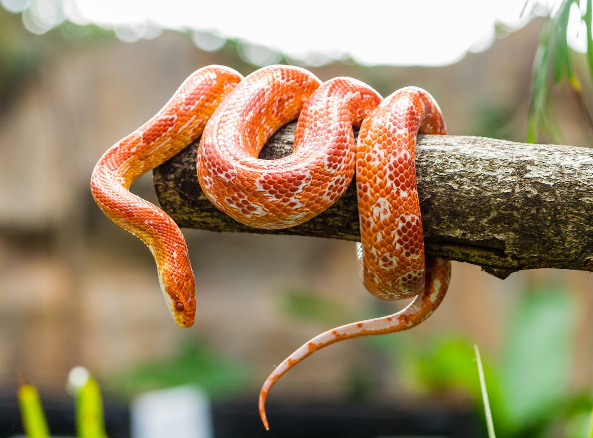 iStock: ثعبان