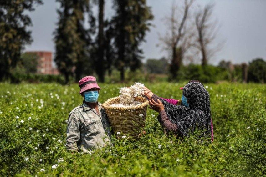 لعنة تصيبهم حتى الموت.. الوجه القبيح الذي لا تعرفه عن قرية الياسمين المصرية