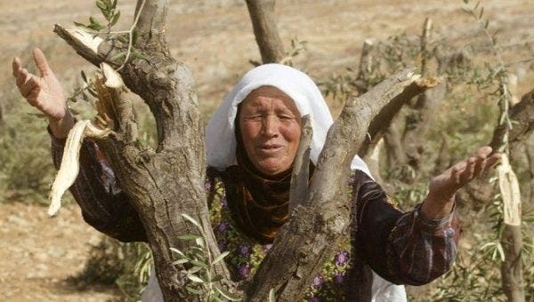 إسرائيل تجبر الفلاحين الفلسطينيين على ري الزيتون بمياه المجارير، وتسمح لهم بالوصول لأراضيهم مرتين بالعام فقط