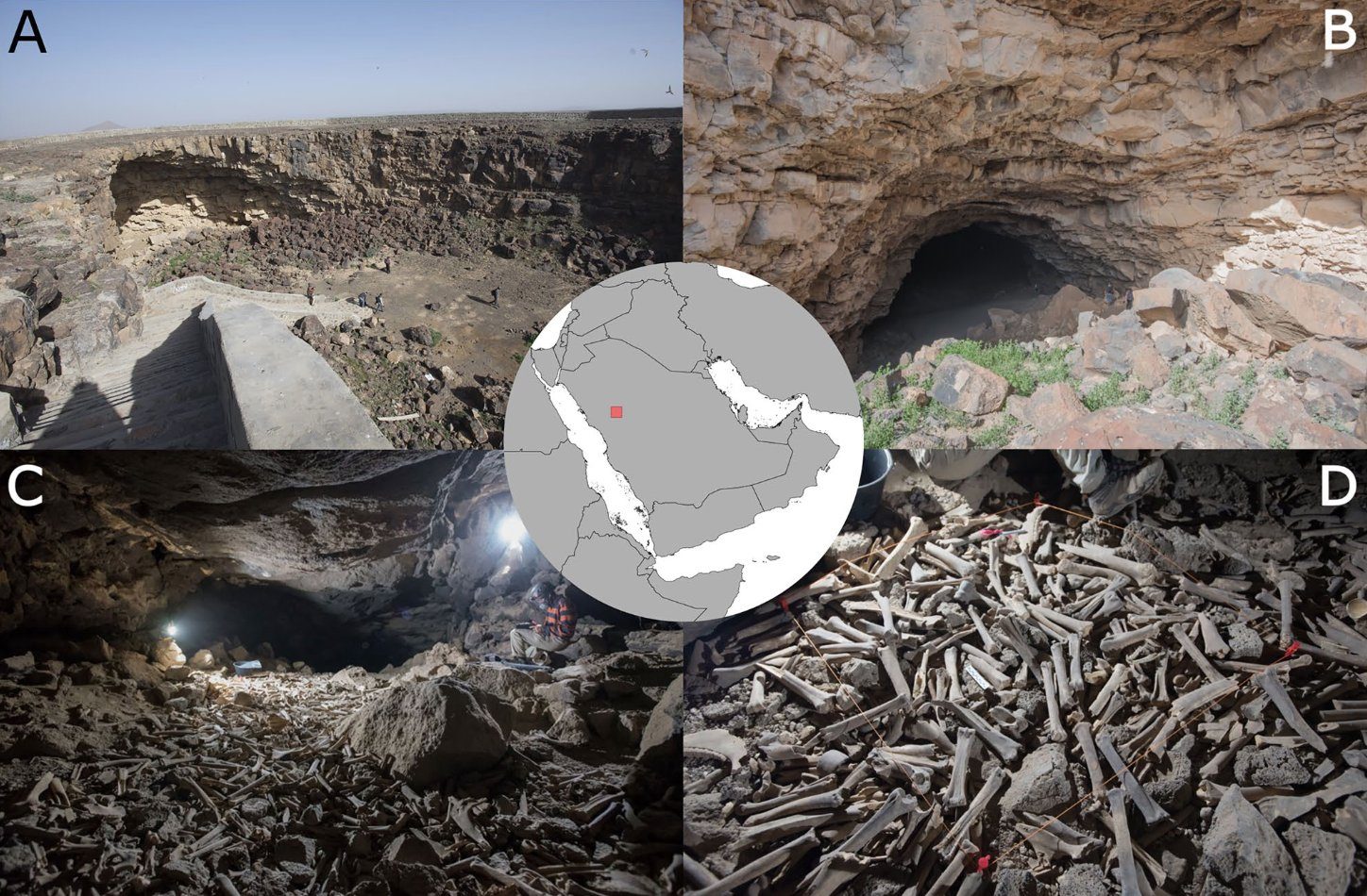العثور على عدد هائل من العظام في “كهف الجوف” بالسعودية.. مئات الآلاف من بقايا البشر والحيوانات