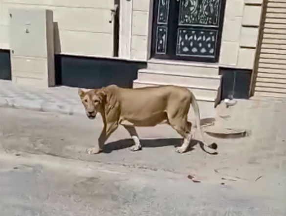 أسد طليق يثير رعب السعوديين.. كان يتجوَّل بمفرده وسط الشارع (صور)