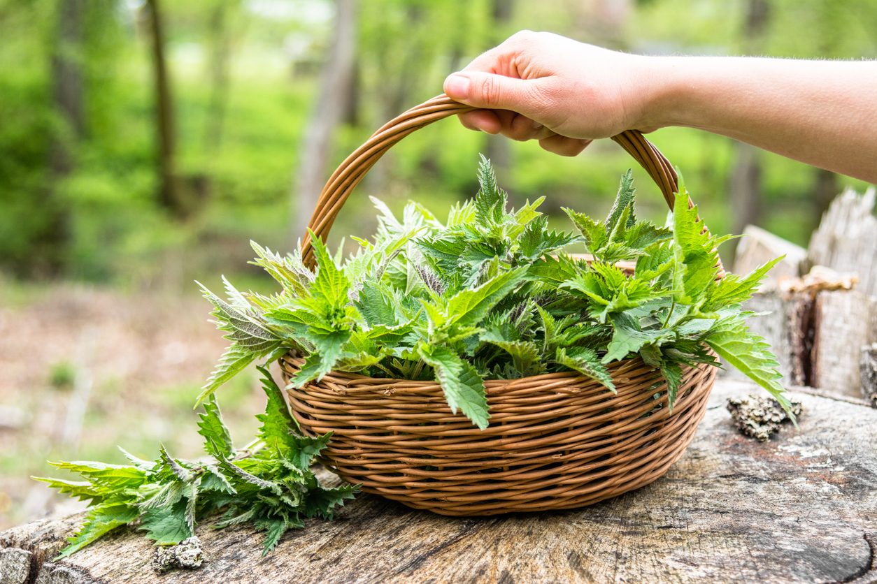 iStock/ نبات القراص وفوائده