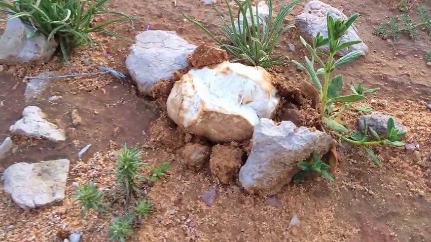 الترفاس