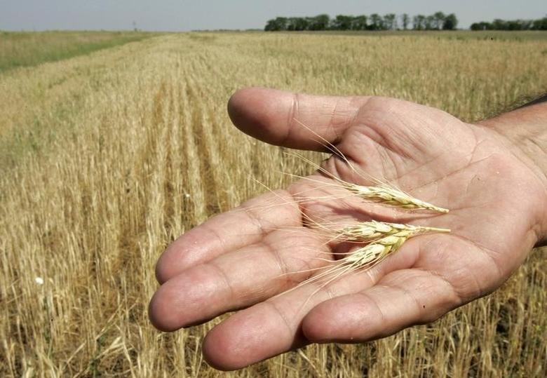إمدادات قمح أوكرانيا مهدَّدة بالخطر.. أزمة خبز ستطال العديد من المناطق و4 دول عربية على رأس القائمة!