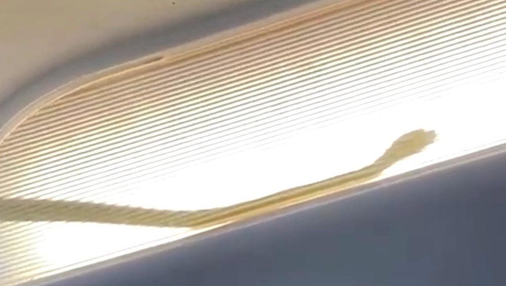 ثعبان يجبر طائرة على الهبوط الاضطراري.. ظهر داخل مقصورة علوية وأثار رعباً بين الركاب (فيديو)