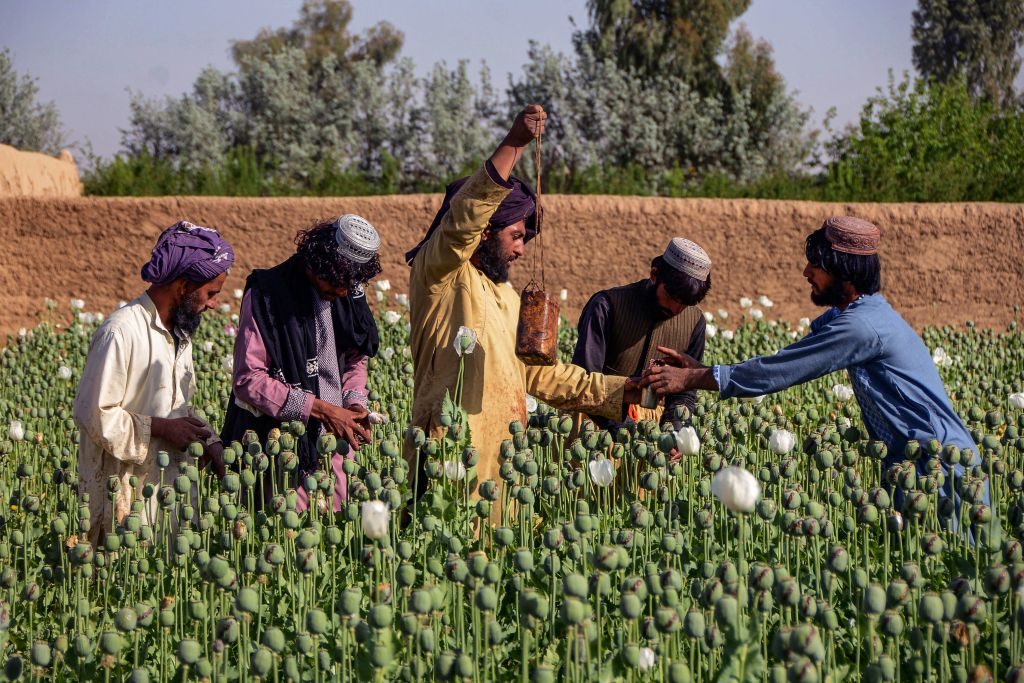 بعدما حوّلت الصحراء إلى أرض خضراء.. “الطاقة النظيفة” تعقّد معركة طالبان ضد الأفيون