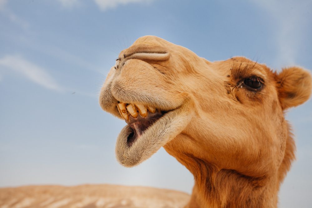 Shutter Stock/ ماذا تأكل الجمال في الصحراء؟