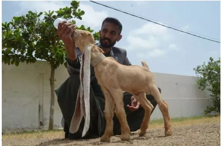 العنزة “سيمبا” تحصل على لقب أطول أذنين في العالم.. تصل طول الواحدة منهما لحوالي نصف متر