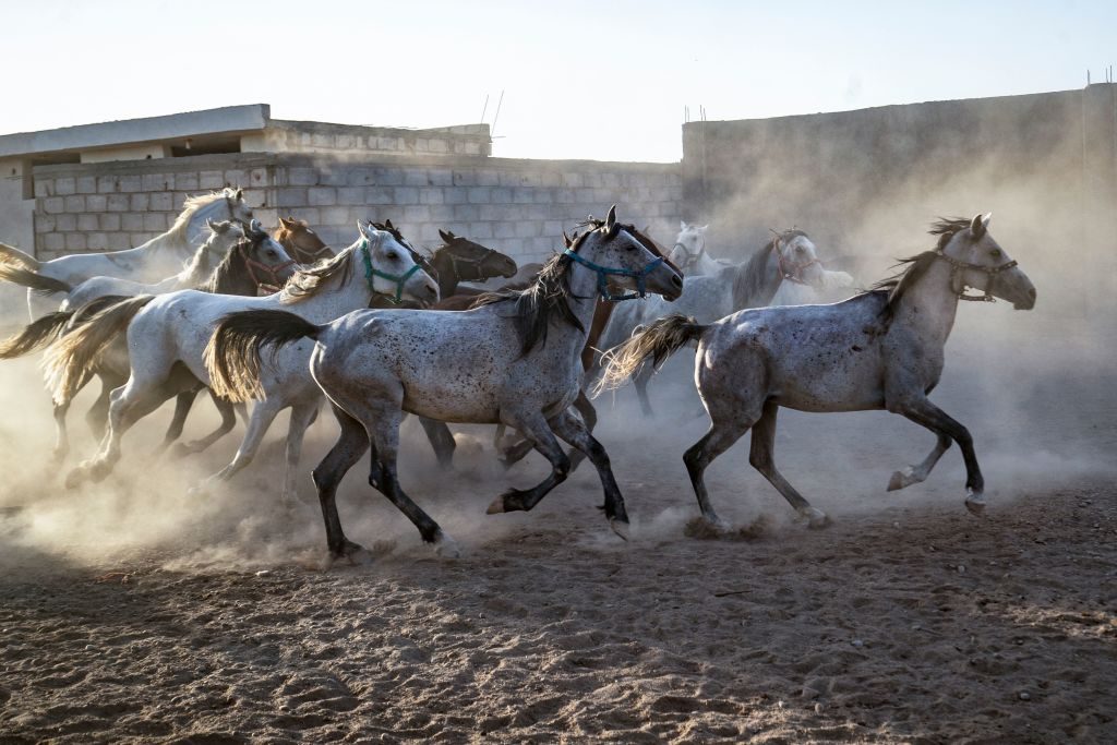 خيول عربية