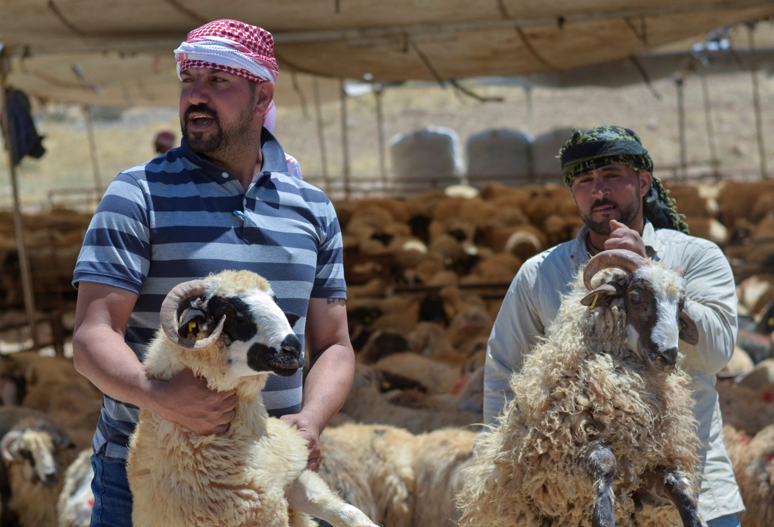الأردنيون يلجأون للاستدانة لشراء أضحية العيد