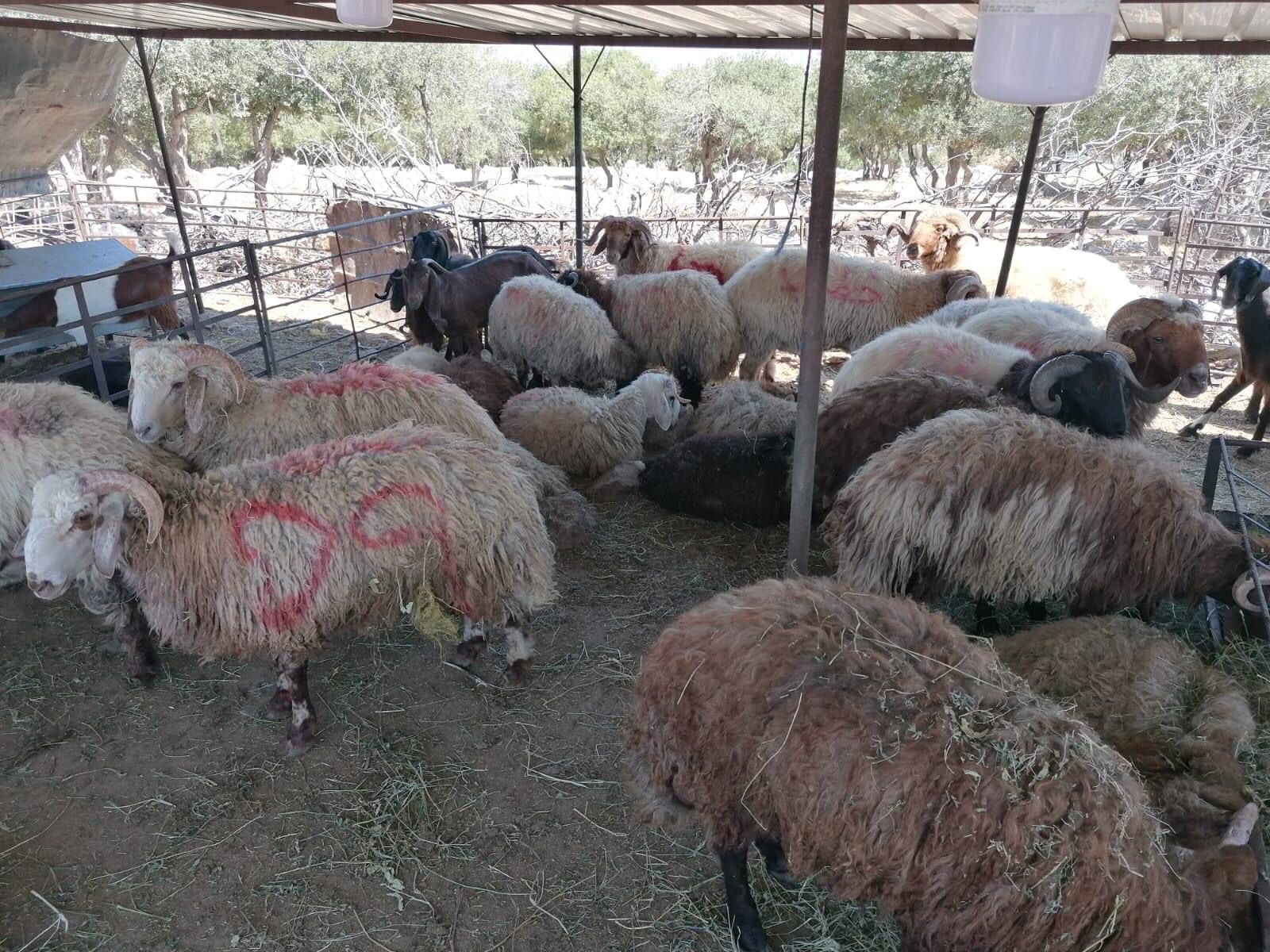 تراجع الإقبال على أضاحي العيد في مصر