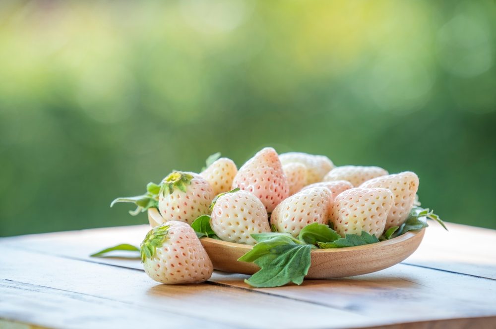 الفراولة البيضاء