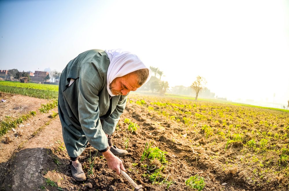 القطن في مصر