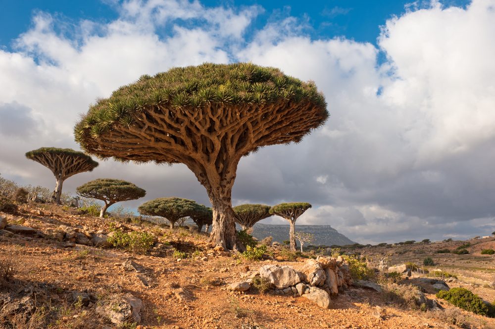 شجرة غريبة
