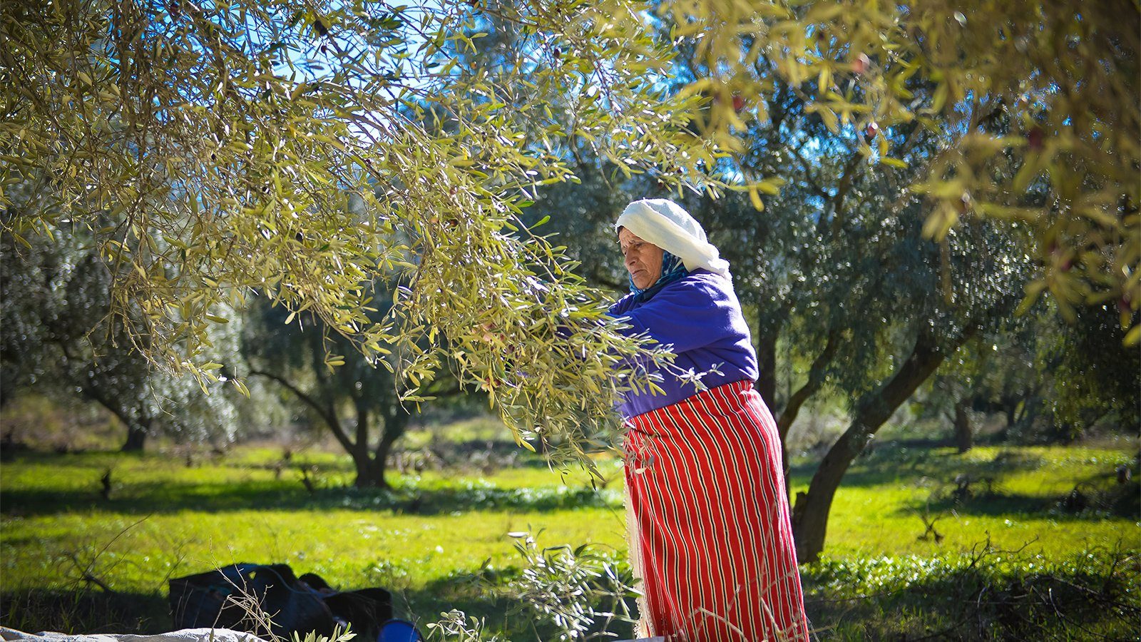 زيت الزيتون في المغرب